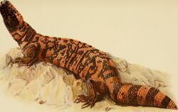 Gila monster - Animaux venimeux et venins, 1922 (18172980816).jpg