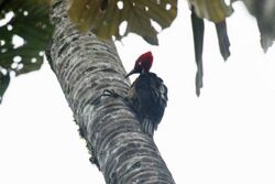 Guayaquil woodpecker (Campephilus gayaquilensis) (6995906660).jpg