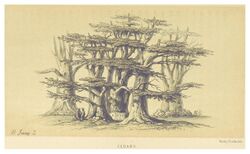 HARVEY(1861) p177 CEDARS.jpg