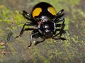 Handsome Fungus Beetle (Eumorphus quadriguttatus) (15534409795).jpg