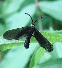 Harrisina americana - Grapeleaf Skeletonizer.jpg