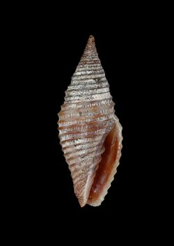 Imbricaria flammigera (MNHN-IM-2013-40656).jpeg