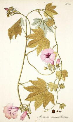 Ipomoea mauritiana Johannes Scharf.jpg