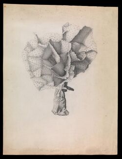 James Ripper - Lace Coral, Adeona cellulosa - Google Art Project.jpg