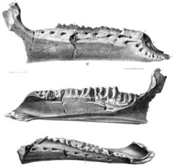 Kukufeldia holotype.jpg