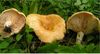 Lactarius acerrimus 73824.jpg