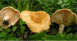 Lactarius acerrimus 73824.jpg