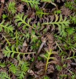 Leptinella filiformis leaves 2.1000x800.jpg