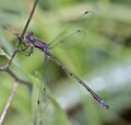 Lestes stultus 6836306.jpg