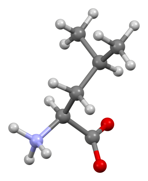 File:Leucine-from-xtal-3D-bs-17.png