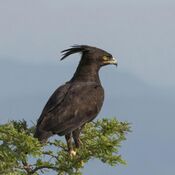 Long-crested eagle (Lophaetus occipitalis) Uganda.jpg