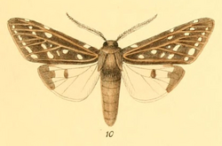 Lophocampa sobrina Stretch 1872.png