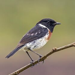 Madagascar stonechat (Saxicola sibilla) male.jpg