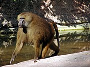Brown monkey