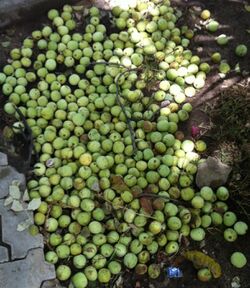 Marula fruits Ongwediva March 2016.jpg