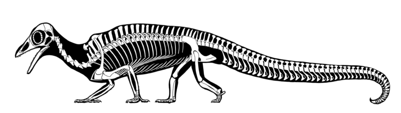 File:Megalancosaurus skeletal.png
