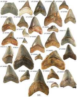 Megalodon teeth.png