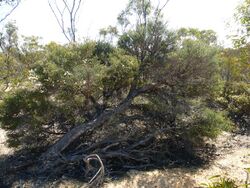 Melaleuca cucullata habit).JPG