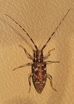 Monochamus obtusus.jpg