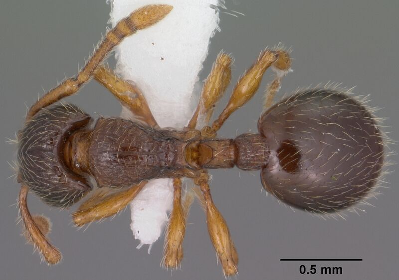 File:Myrmecina americana casent0102853 dorsal 1.jpg