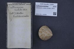 Naturalis Biodiversity Center - RMNH.MOL.140566 - Calliostoma nobile (Hirase, 1922) - Calliostomatidae - Mollusc shell.jpeg