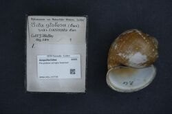Naturalis Biodiversity Center - RMNH.MOL.157739 - Pila globosa carinata Swainson - Ampullariidae - Mollusc shell.jpeg