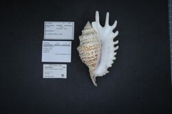 Naturalis Biodiversity Center - ZMA.MOLL.30032 - Lambis violacea (Swainson, 1821) - Strombidae - Mollusc shell.jpeg