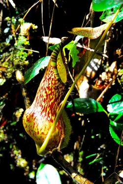 Nepenthes justinae lower pitcher.jpg