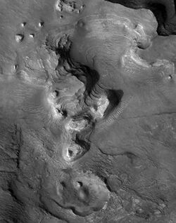 Nilosyrtis hirise.JPG