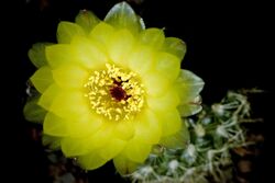 Notocactus concinnus var. aceguaensis AH197.jpg