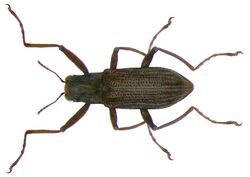 Ordobrevia constricta Delève, 1968 (2871745773).jpg