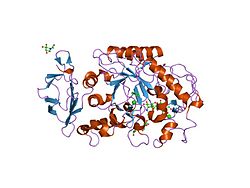 PDB 1xd1 EBI.jpg