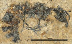 Pachycondyla petrosa holotype SMFMEI12273 01.jpg