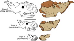 Pachyrhinosaurus perotorum ontogeny with updated epiparietals.png