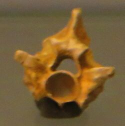 Palaeopython vertebra.jpg