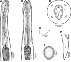 Parasite180099-fig7 Cucullanus incognitus (Nematoda, Cucullanidae).png