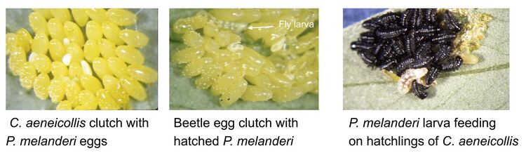 Parasyrphus eggs.jpg