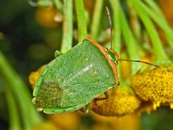 Pentatomidae - Nezara viridula f. torquata. torquata.JPG