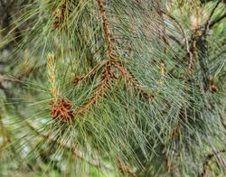 Pinus lawsonii in Hackfalls Arboretum (3).jpg