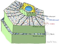 Plant cell showing primary and secondary wall by CarolineDahl.jpg