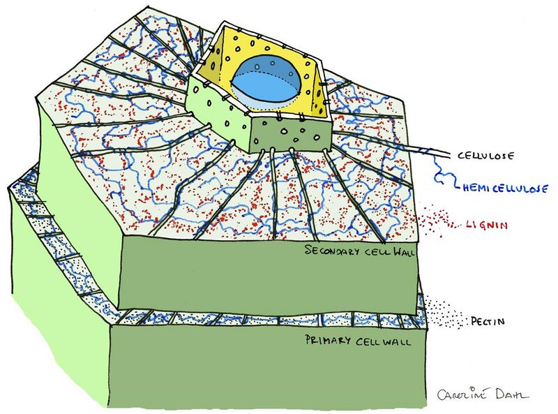 File:Plant cell showing primary and secondary wall by CarolineDahl.jpg