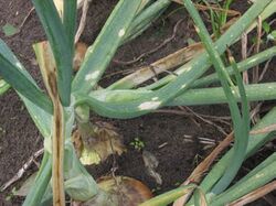 "Botrytis squamosa" on an onion plant