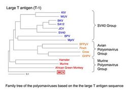 Polyomavirustree.jpg