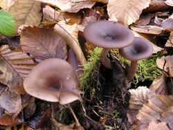 Pseudoclitocybe cyathiformis 031123Aw.jpg