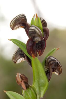 Pterostylis sanguinea Gnangarra-17.jpg