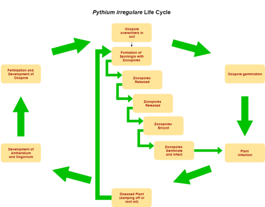 Pythium irregulare Life Cycle