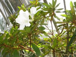 Rhododendron boninense 1.JPG