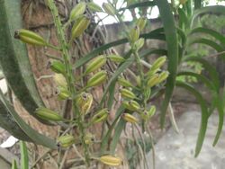 Rhynchostylis retusa fruits 5.jpg