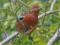 Rufous-tailed Plantcutter RWD.jpg