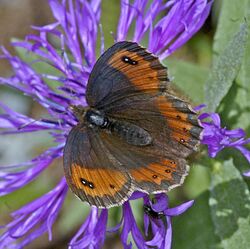 Satyrinae - Erebia montana-003.jpg